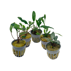 Potted Cryptocoryne Assorted