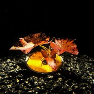 Potted Dwarf Aquarium Lily (Nyphaea stellata)