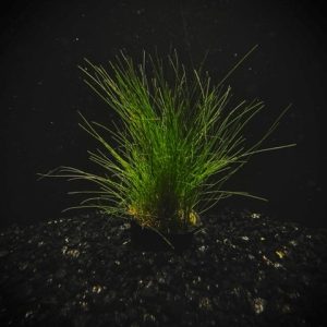 Potted Hairgrass Dwarf (Eleocharis acicularis)