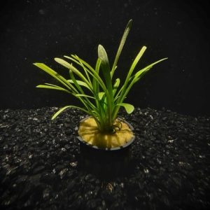 Potted Sagittaria- Dwarf (Sagittaria subulata)