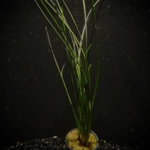 Potted Water Onion Dwarf (Zephyranthes candida)