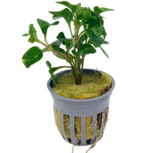 Potted Florida Ruffle (Alternanthera sp)