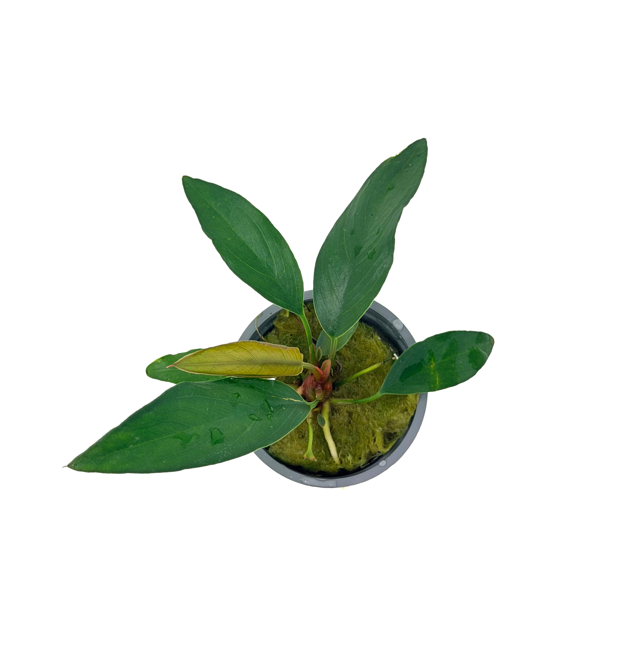 Potted Anubias Frazeri - Image 3