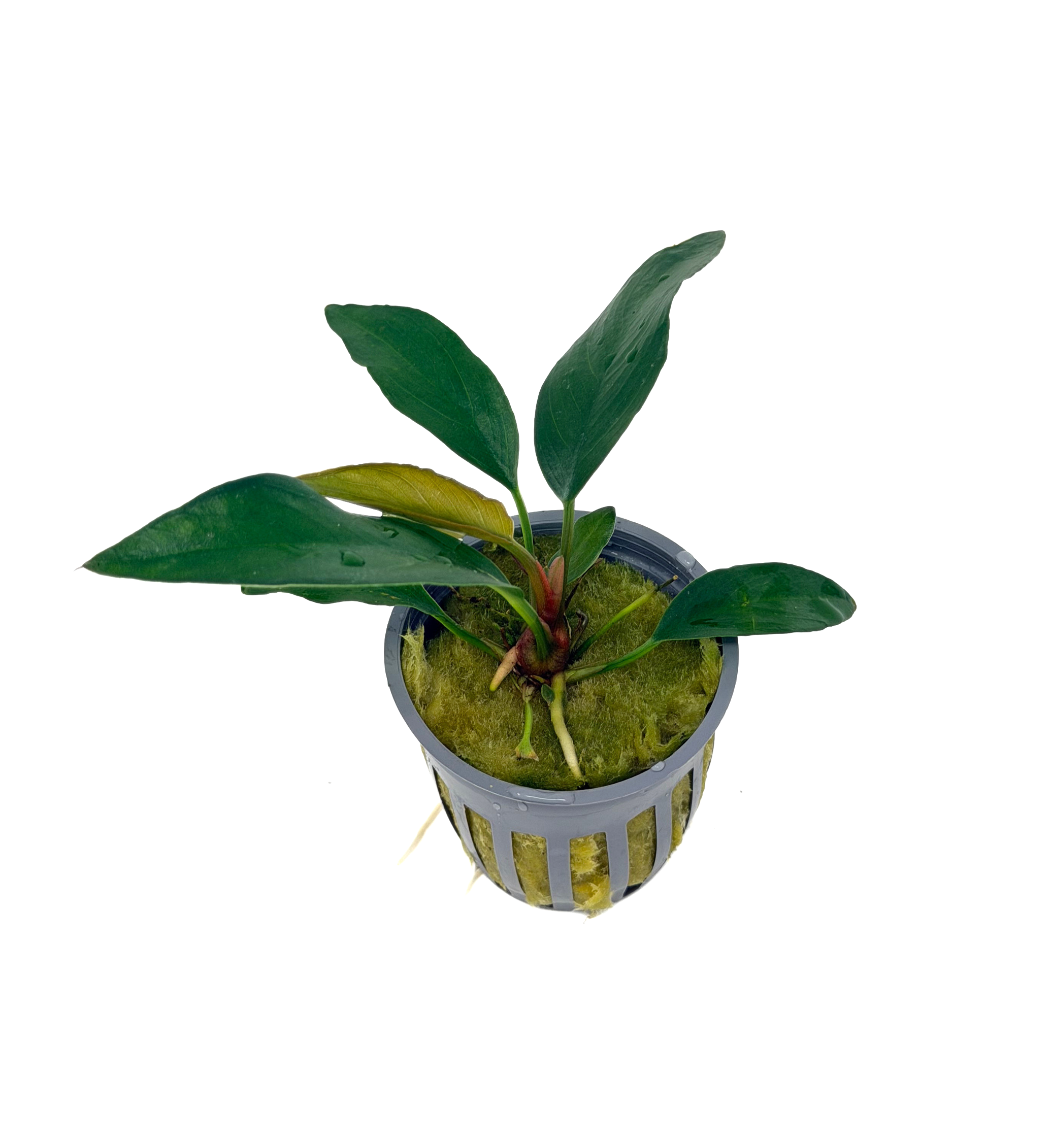 Potted Anubias Frazeri - Image 2