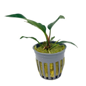 Potted Anubias Frazeri
