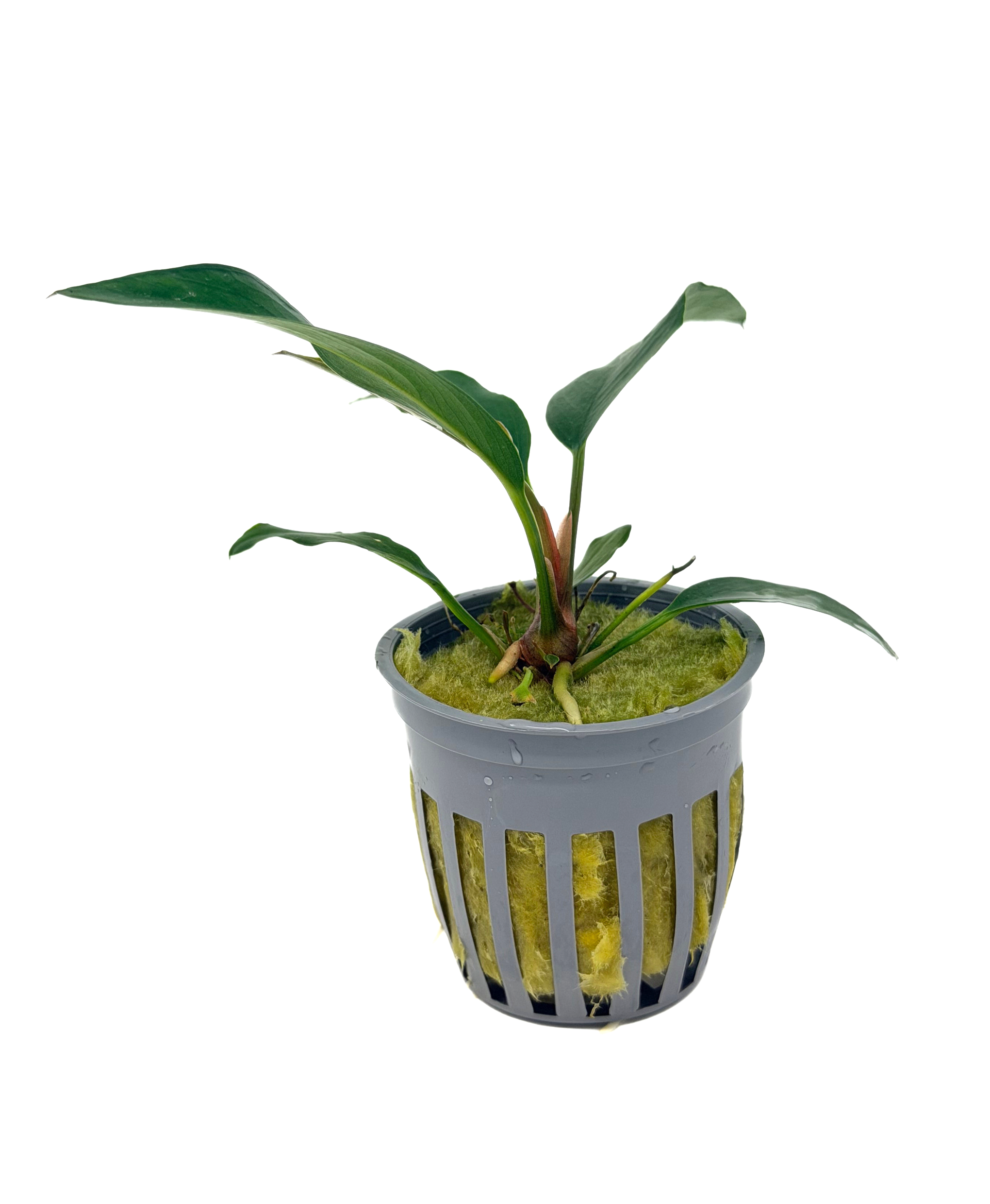 Potted Anubias Frazeri