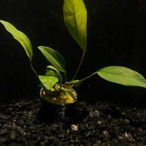 Potted Anubias Frazeri
