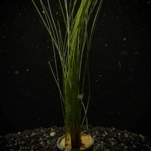 Potted Hairgrass Giant (Eleocharis montevidensis)