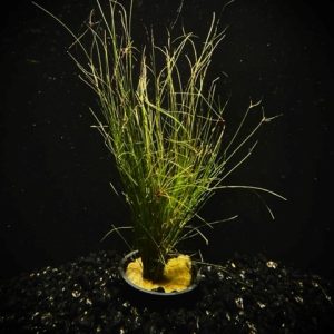 Potted Hairgrass (Eleocharis vivipara)