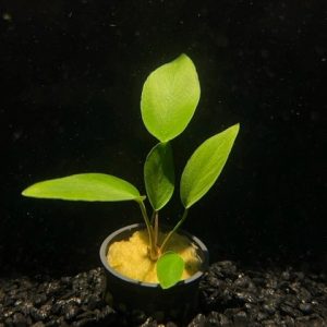 Potted Anubias Hastifolia