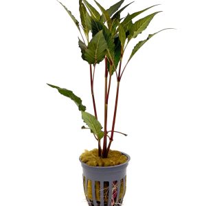 Potted Hygro- Blue (Hygrophila salicifolia)
