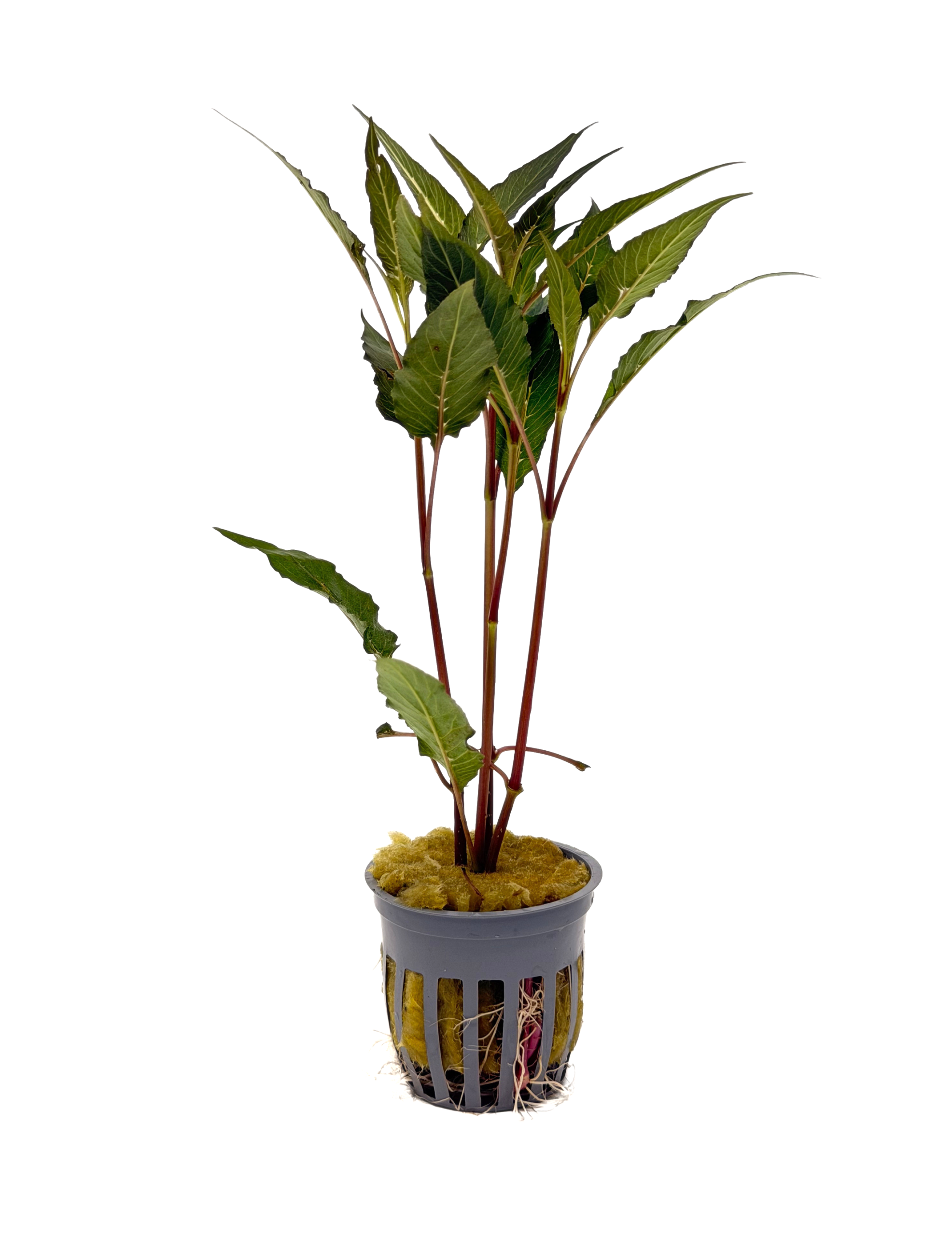 Potted Hygro- Blue (Hygrophila salicifolia)