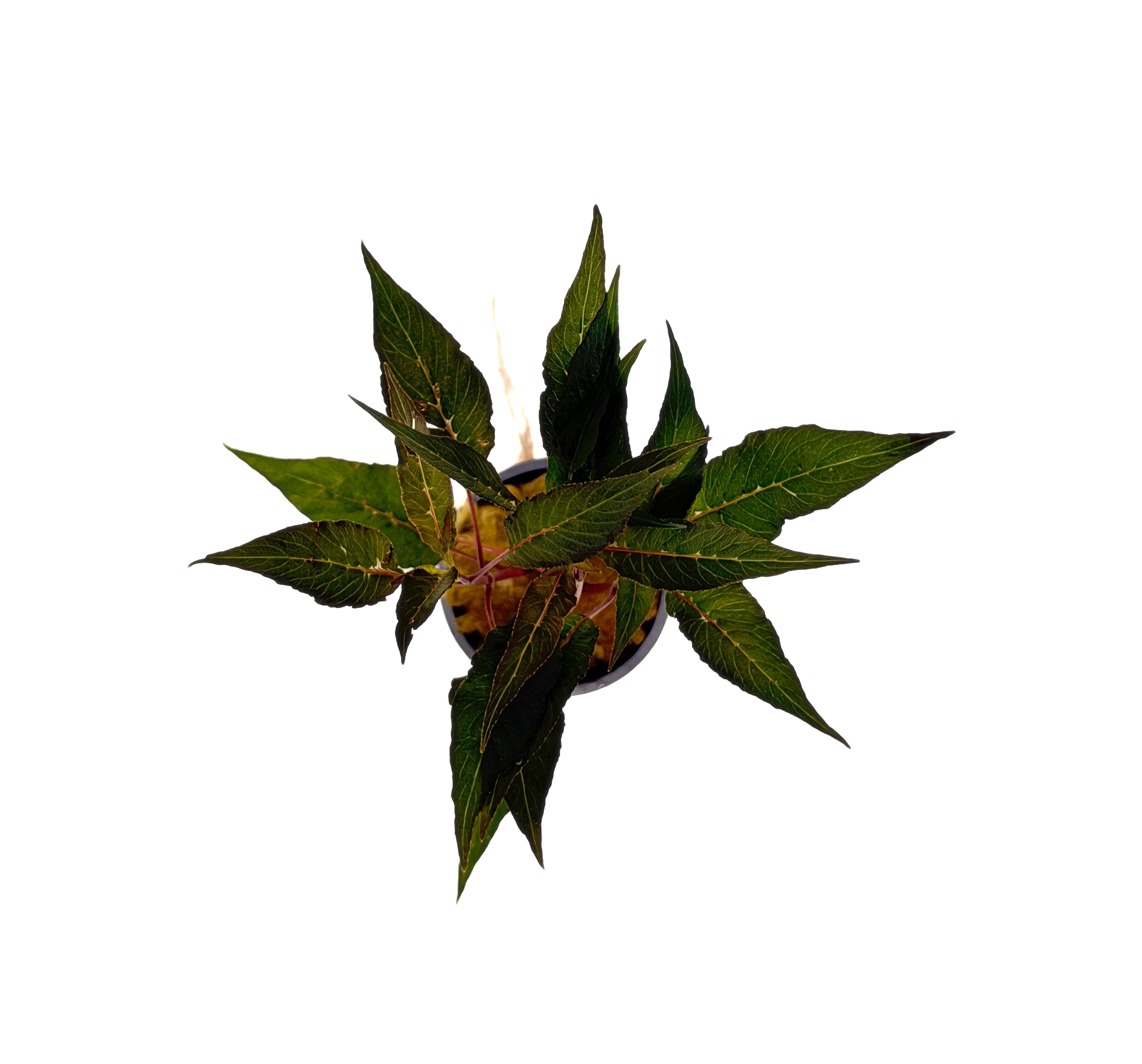 Potted Hygro- Blue (Hygrophila salicifolia) - Image 2