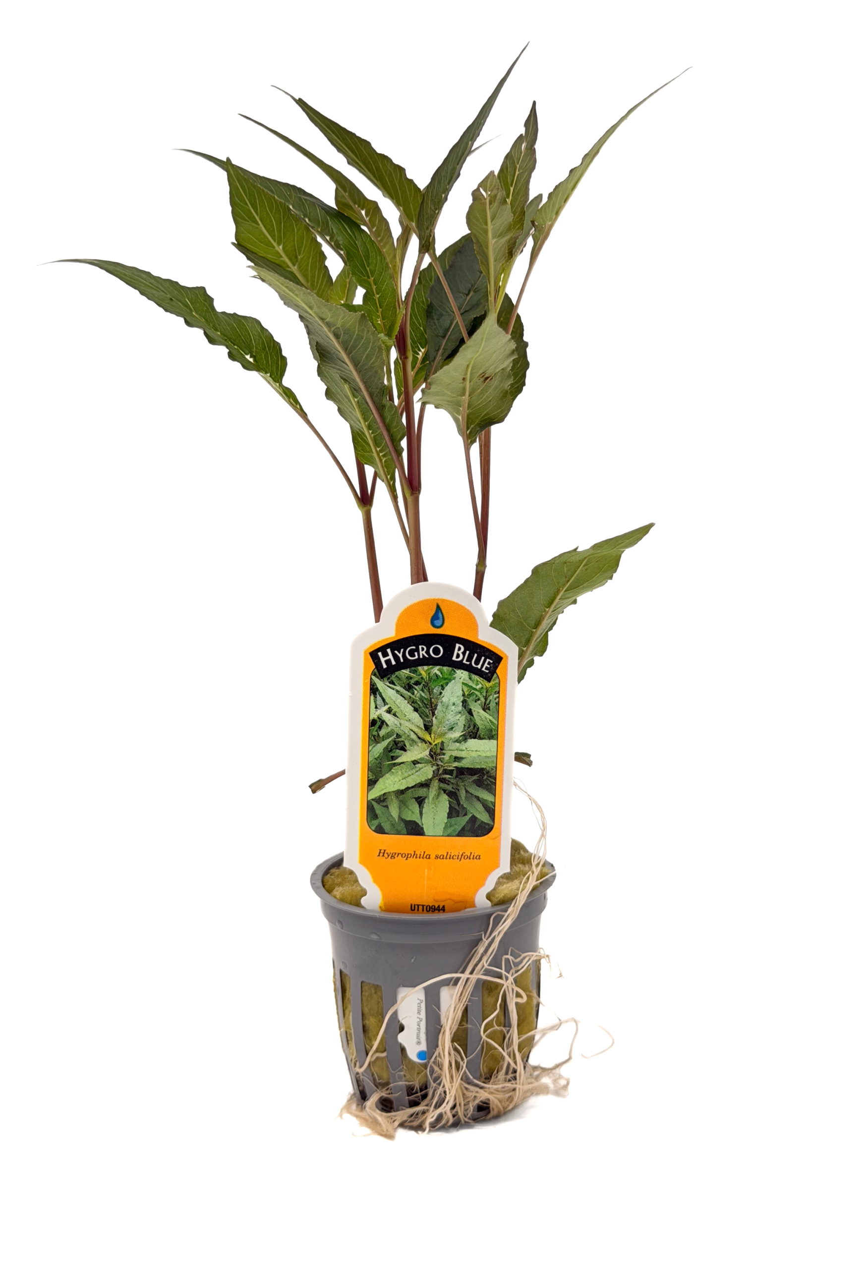 Potted Hygro- Blue (Hygrophila salicifolia) - Image 3