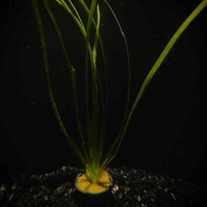 Potted Italian Val (Vallisneria spiralis)