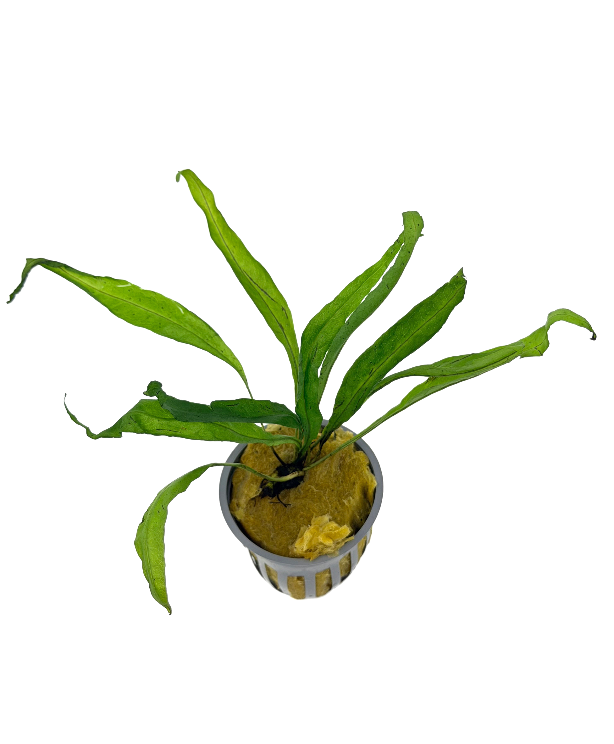 Potted Java Fern (Microsorium pteropus) - Image 2