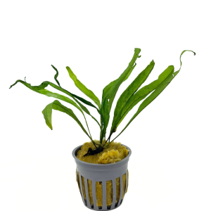 Potted Java Fern (Microsorium pteropus)