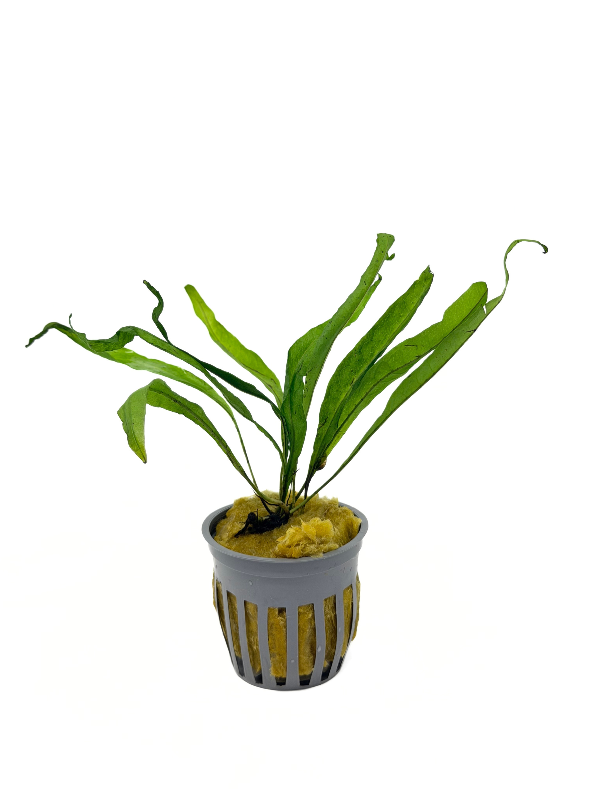 Potted Java Fern (Microsorium pteropus)