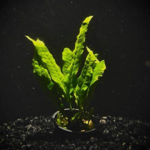 Potted Java Fern (Microsorium pteropus)