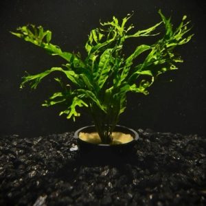 Potted Java Fern Windelov (Microsorium pteropus Windelov)