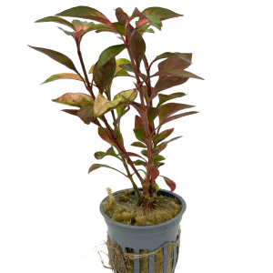 Potted Joseph's Coat (Alternanthera sp)