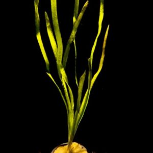 Potted Jungle Val (Vallisneria americana)