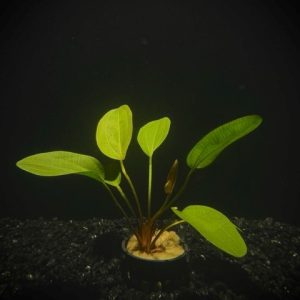 Potted Kleiner Bar Sword (Echinodorus sp Kleiner Bar)