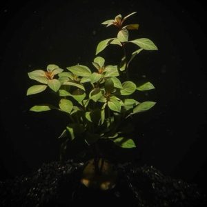 Potted Ludwigia- Dark Red (Ludwigia sp Dark Red)