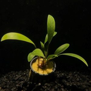 Potted Anubias Lanceolata
