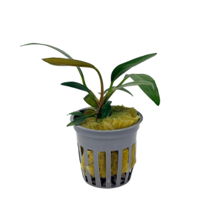 Potted Anubias Lanceolata
