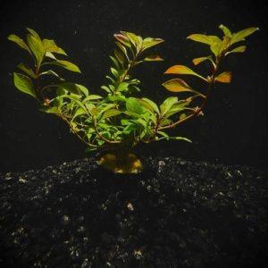 Potted Ludwigia- Ovalis (Ludwigia ovalis)