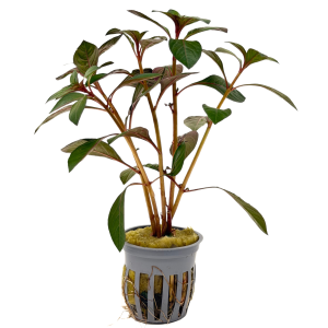 Potted Ludwigia- Dark Red (Ludwigia sp Dark Red)