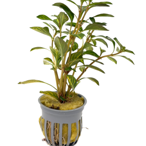 Potted Ludwigia- Ovalis (Ludwigia ovalis)