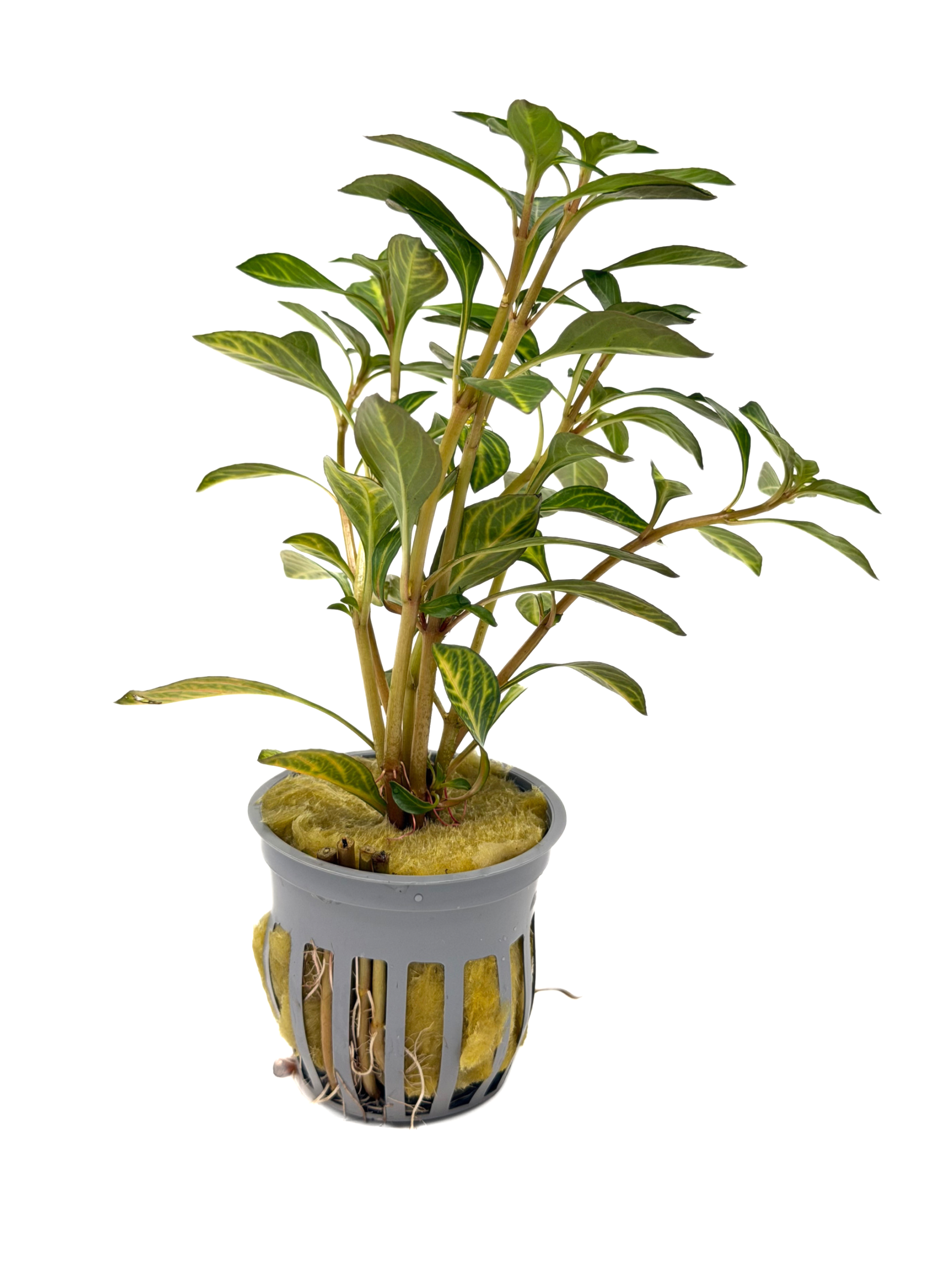 Potted Ludwigia- Ovalis (Ludwigia ovalis)