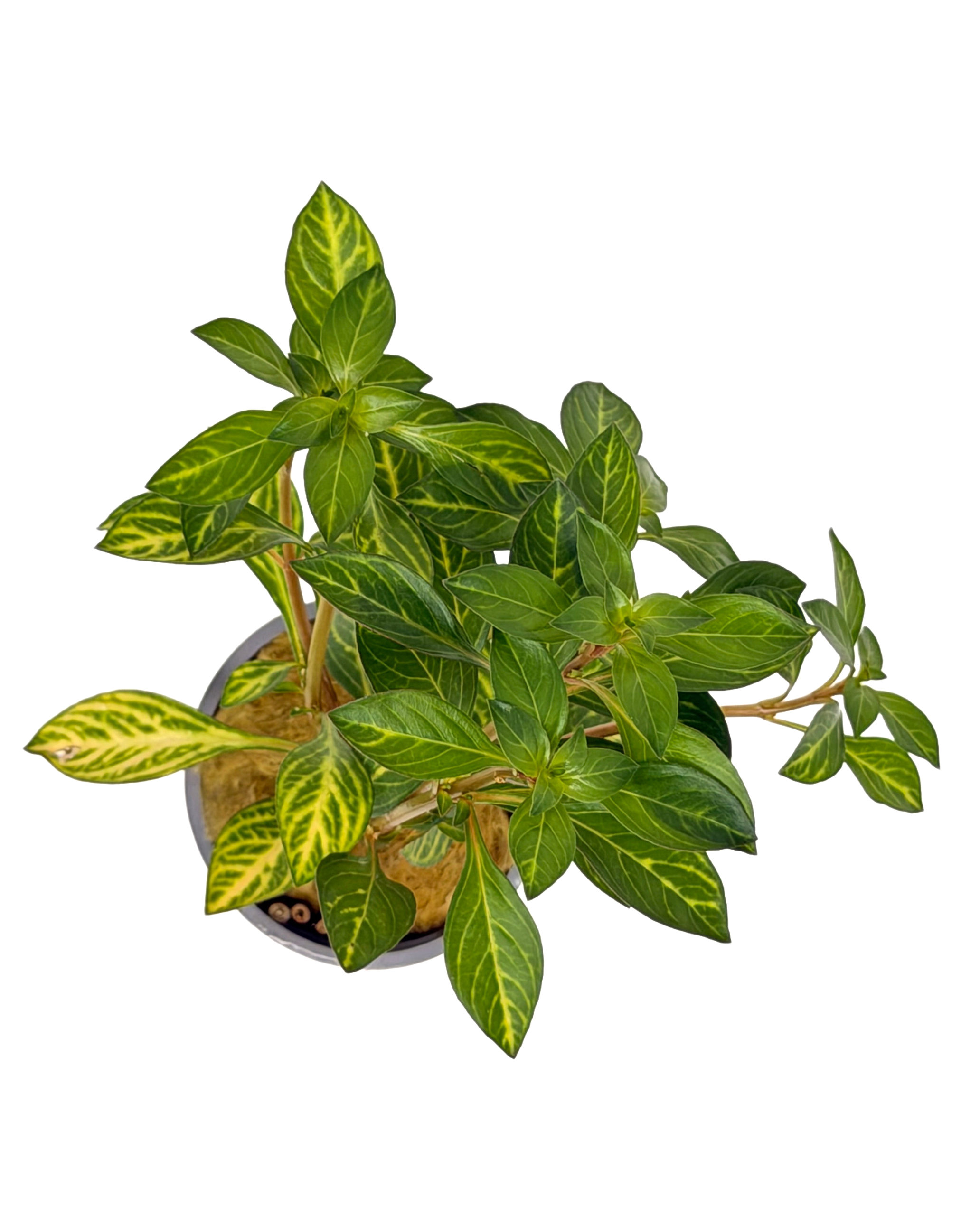 Potted Ludwigia- Ovalis (Ludwigia ovalis) - Image 2