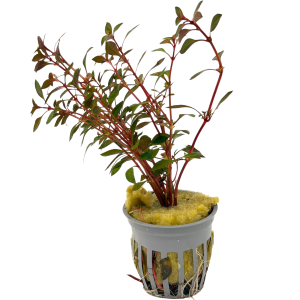 Potted Ludwigia- Super Red Mini (Ludwigia sp. Super Red Mini)