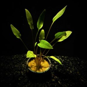 Potted Cryptocoryne Lutea