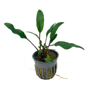 Potted Cryptocoryne Lutea