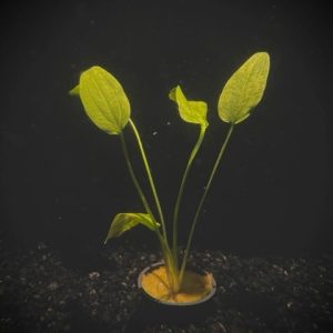 Potted Radican- Marble Queen Sword