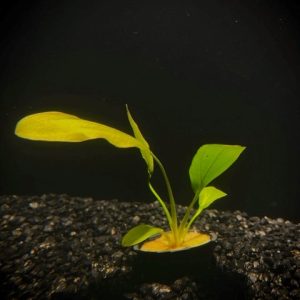 Potted Melon Sword (Echinodorus osiris)