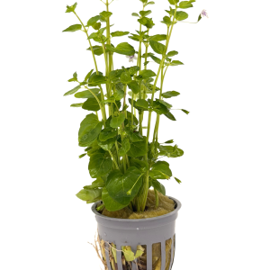 Potted Mint Charlie (Micromeria brownei)