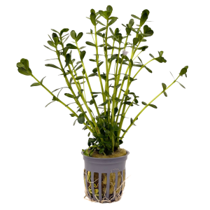 Potted Moneywort (Bacopa monnieri)