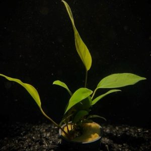 Potted Anubias Nancon