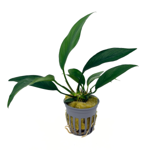 Potted Anubias Nancon
