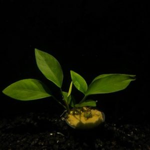 Potted Anubias Nangi