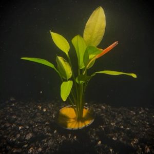 Potted Oriental Sword (Echinodorus sp Oriental)