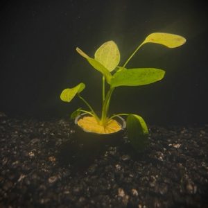 Potted Ozelot Green Sword (Echinodorus sp Ozelot)