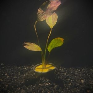 Potted Ozelot Red Sword (Echinodorus sp Ozelot Red)