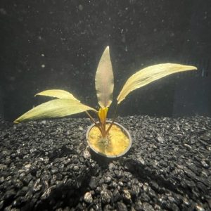 Potted Undulata