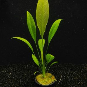 Potted Amazon Sword (Echinodorus grisebachii)